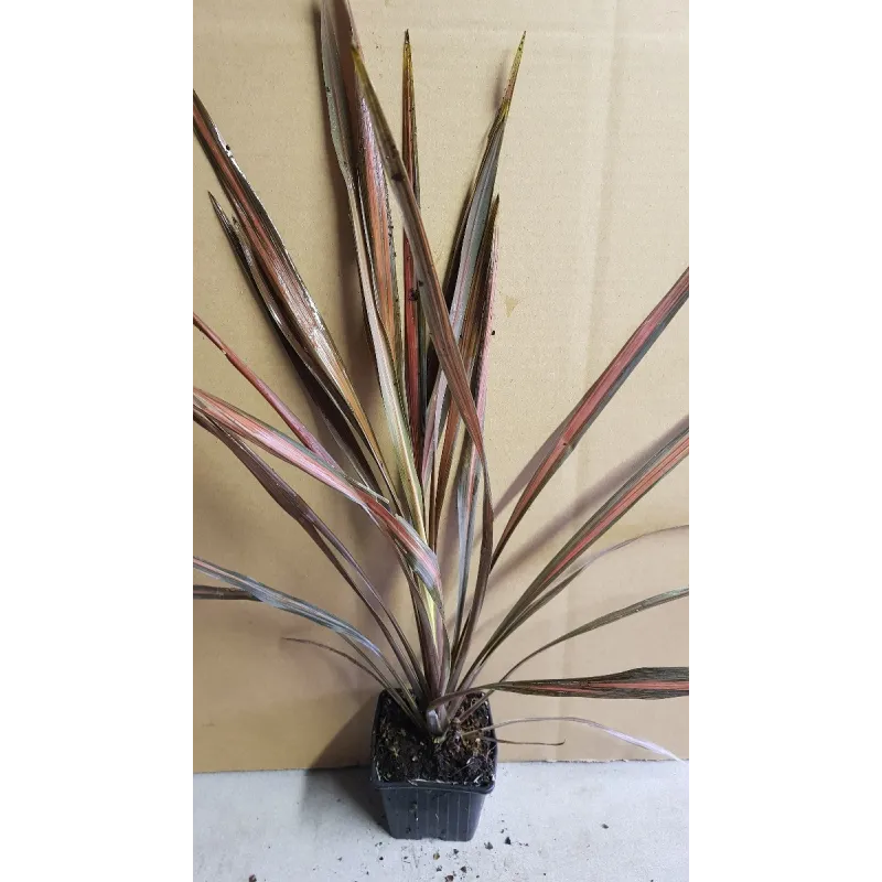 Cordyline australis 'Coral' / Cordyline Faux-Dracaena / Godet