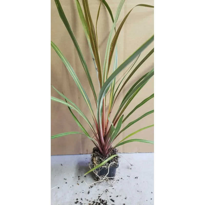 Cordyline australis 'Sundance' / Cordyline Faux-Dracaena / Godet