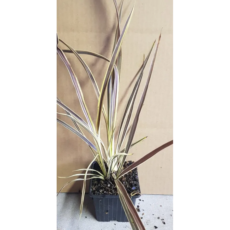 Cordyline x banksii ELECTRIC FLASH® 'Sprilecflash' / Godet