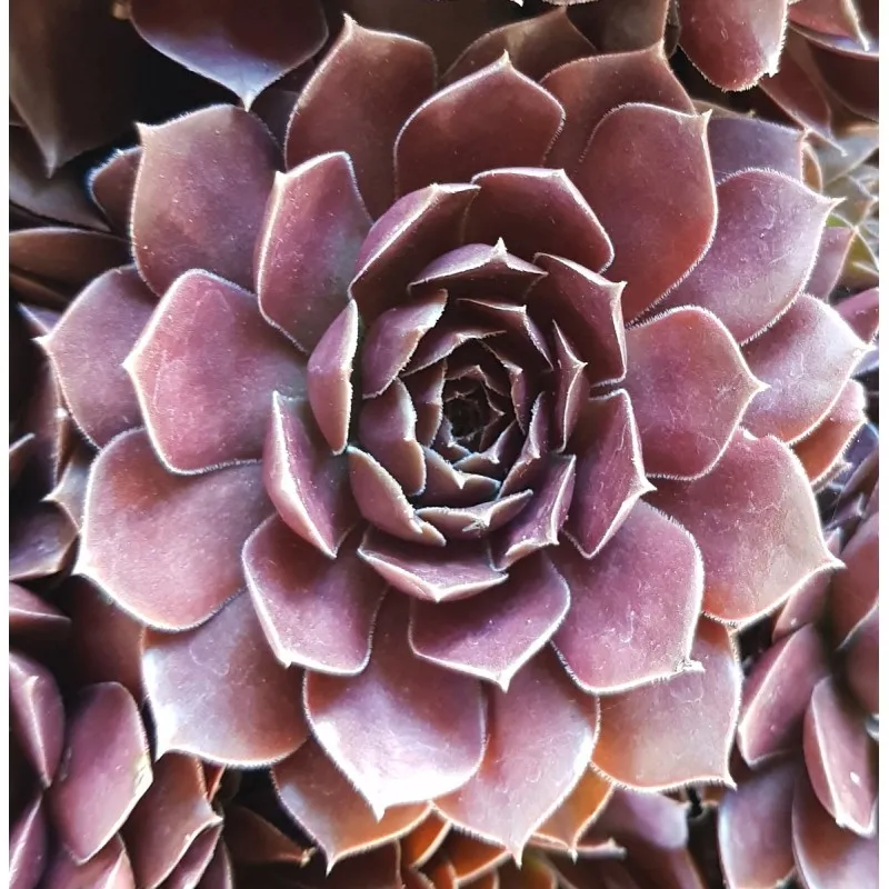 Sempervivum chick charms ® 'Chocolate kiss' / Joubarbe à rosette couleur chocolat / Godet / Succulente