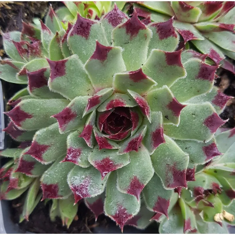 Sempervivum Chick Charms® 'Mint Marvel' / Joubarbe à rosette vert menthe à bords rouges / Godet / Succulente