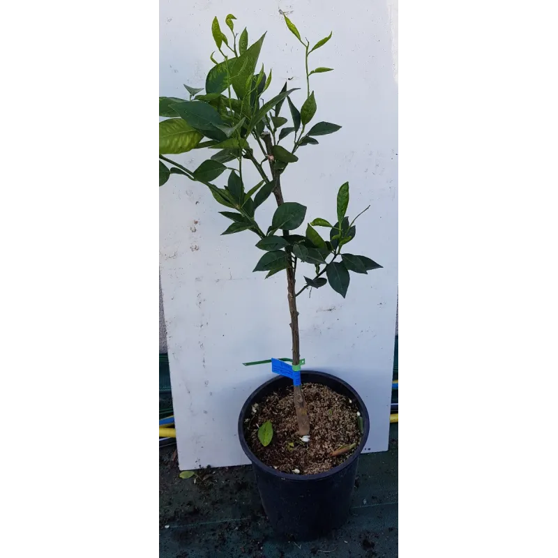 Citrus sinensis 'Tarocco rosso' greffé sur Carrizo / Orange sanguine / Conteneur de 7 à 10 litres / Tigette