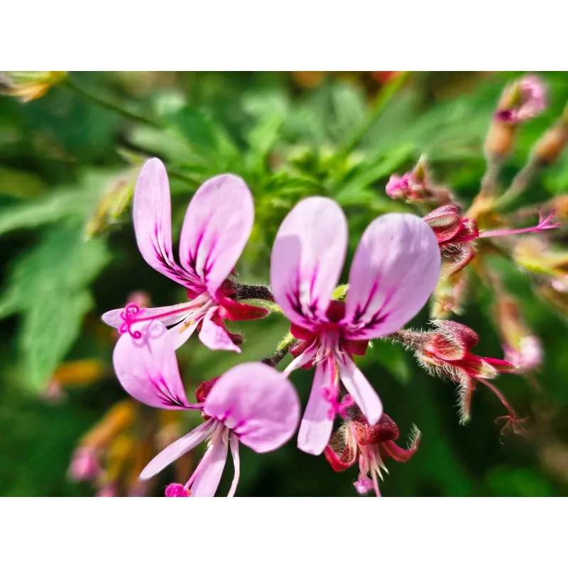 Pelargonium hispidum / Géranium au parfum de muscade / Conteneur de 1 à 1.9 litres