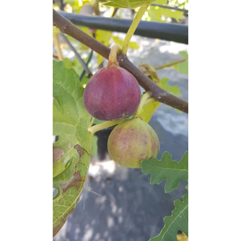 Ficus carica 'Ice Crystal' / Figuier 'Ice Crystal' / Conteneur de 2 à 2.9 litres / Fruitier