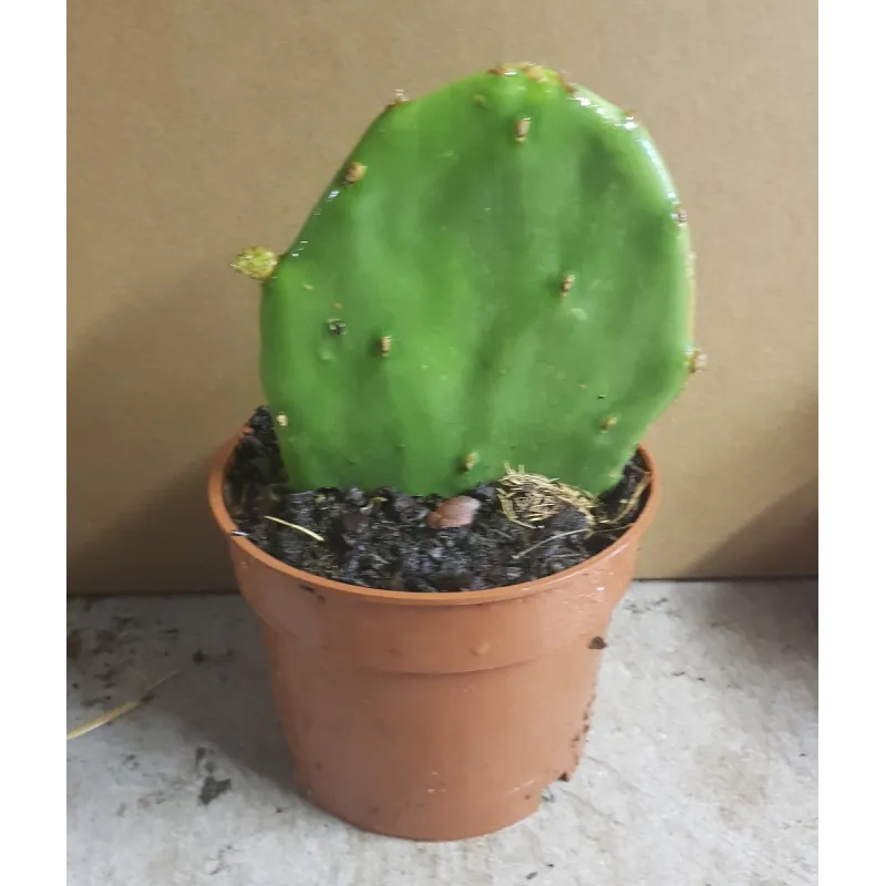 Opuntia stricta / Oponce stricte / Conteneur de 0.5 à 0.9 litres / Cactée