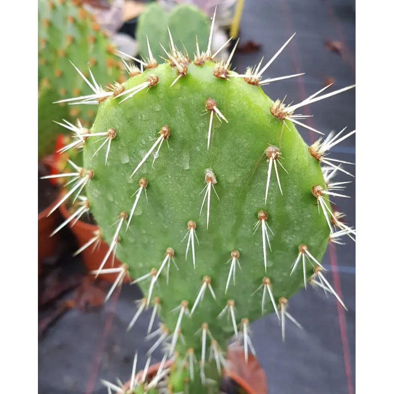 Opuntia littoralis / Oponce du littoral / Conteneur de 0.5 à 0.9 litres / Cactée