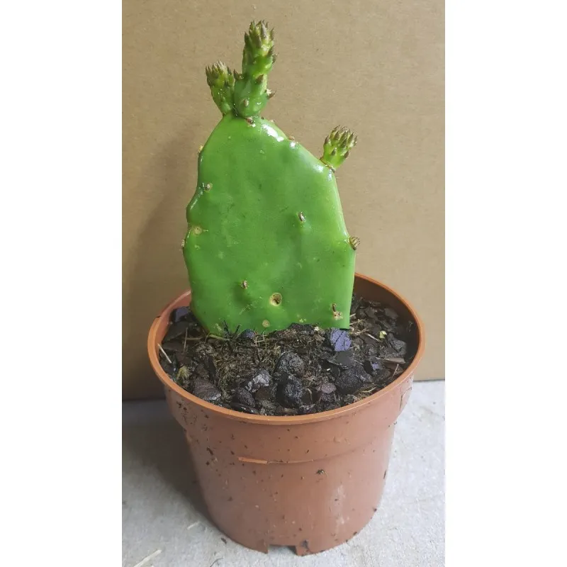 Opuntia ficus-indica / Figuier de Barbarie / Conteneur de 0.5 à 0.9 litres / Cactée