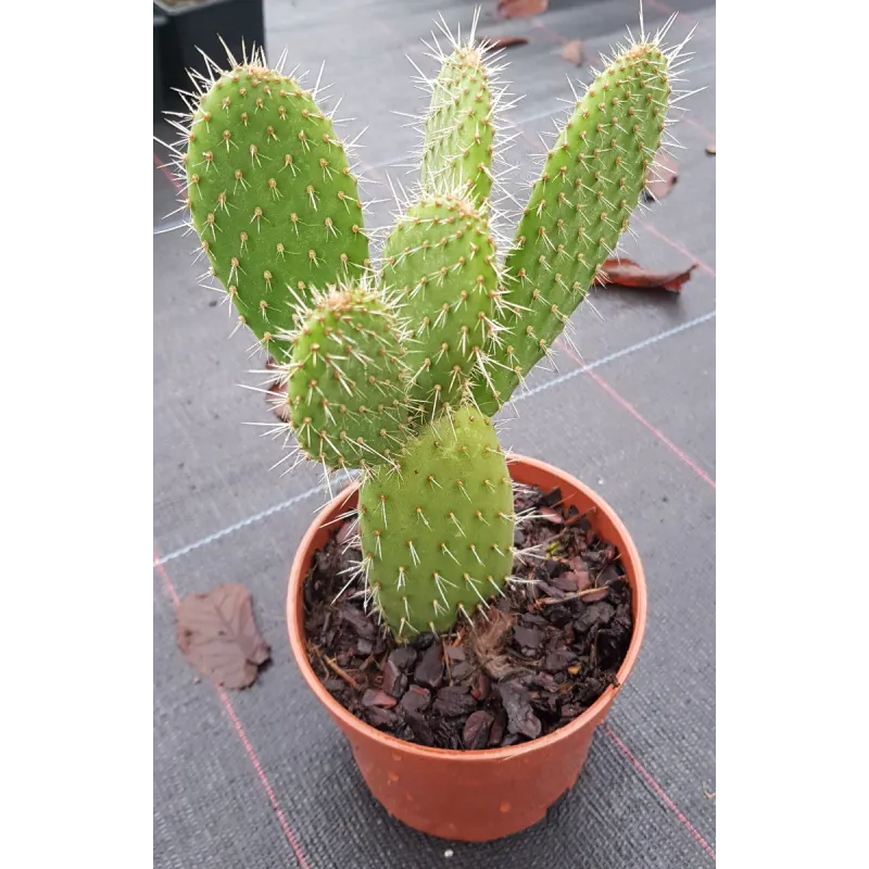 Opuntia leucotricha / Oponce poilue / Conteneur de 0.5 à 0.9 litres / Cactée