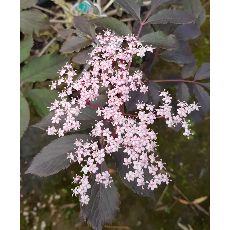 Sambucus nigra BLACK TOWER ® 'EIFFEL 1' / Sureau colonnaire pourpre / Conteneur de 3 à 4 litres