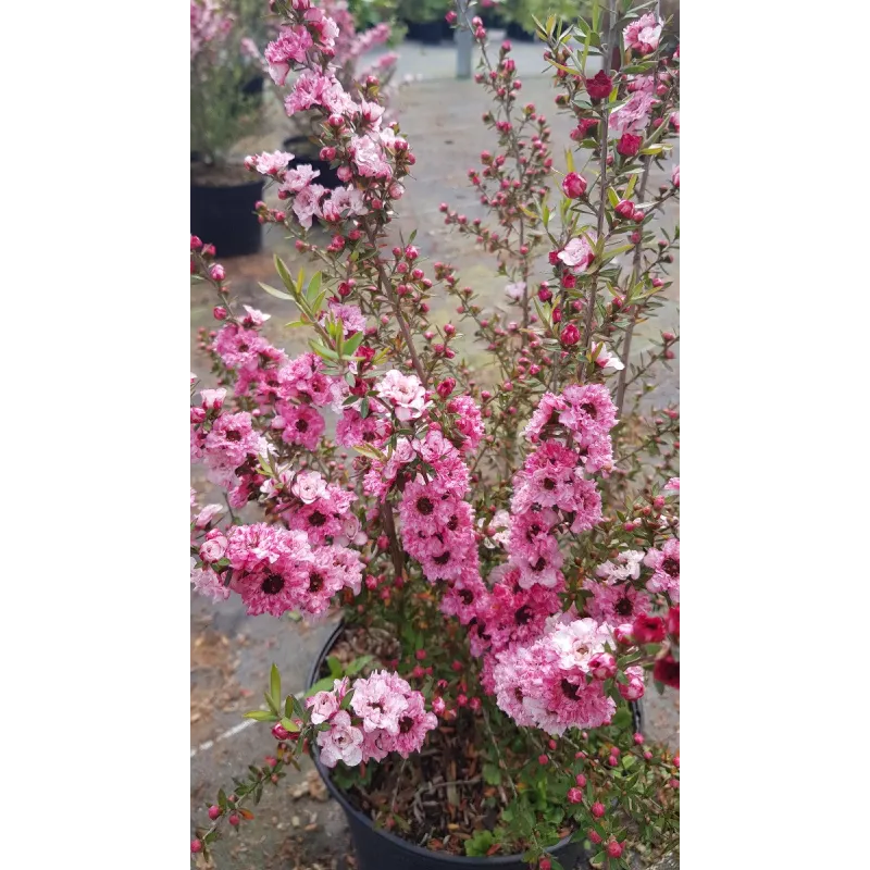 Leptospermum scoparium 'Rose' / L’Arbre à thé / Conteneur de 3 à 4 litres