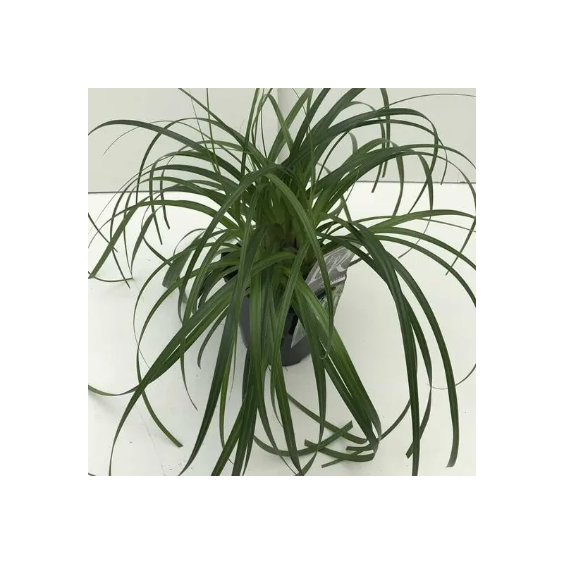 Carex Ribbon Falls - pot 2 ltr