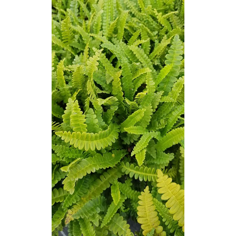 Blechnum penna-marina / Fougère du Chili / Conteneur de 3 à 4 litres,