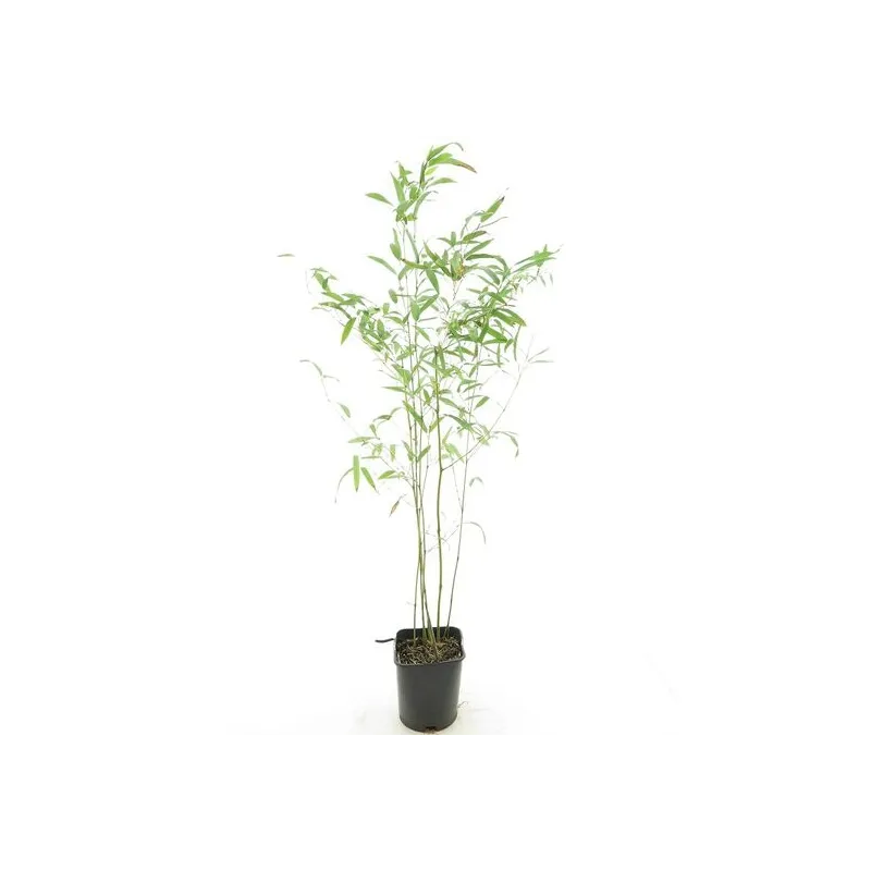 Phyllostachys humilis - pot 14 x 14 cm