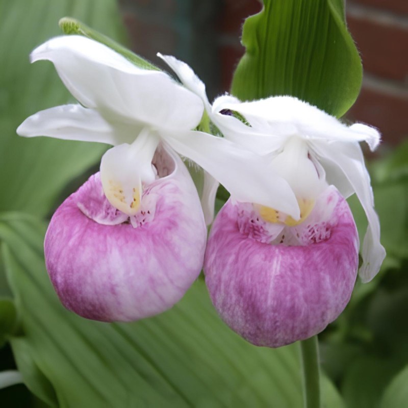 Cypripedium reginae