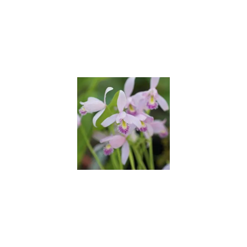 Pogonia ophioglossoïdes