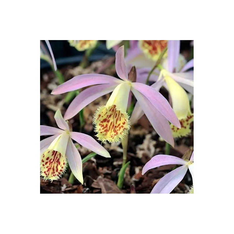 Pleione grandiflora