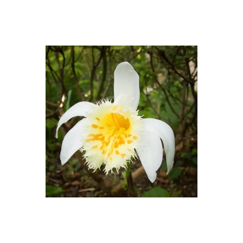 Pleione grandiflora Yellow