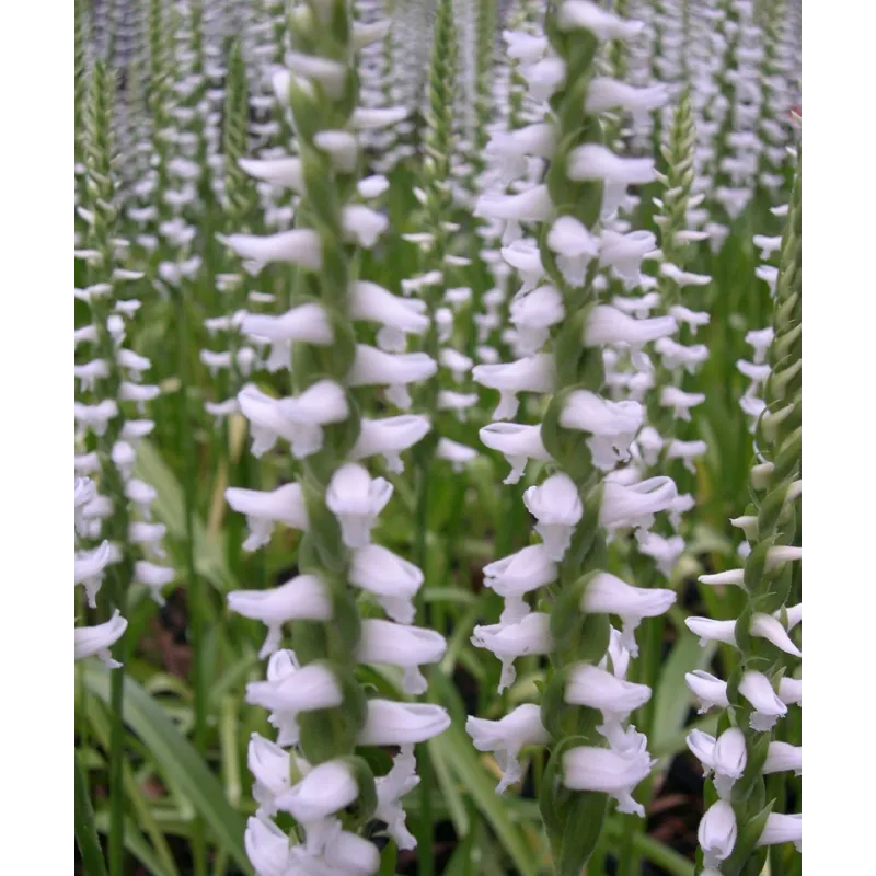 Spiranthes Chads ford