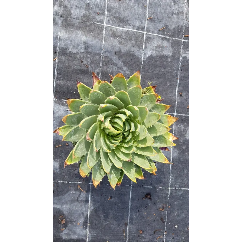 Aloe polyphylla / Aloès spirale du Lesotho / Conteneur de 2 à 2.9 litres