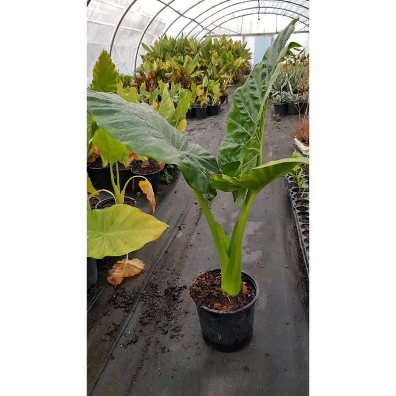 Alocasia macrorrhiza / Oreille d'Elephant conteneur de 2 à 2.9 litres