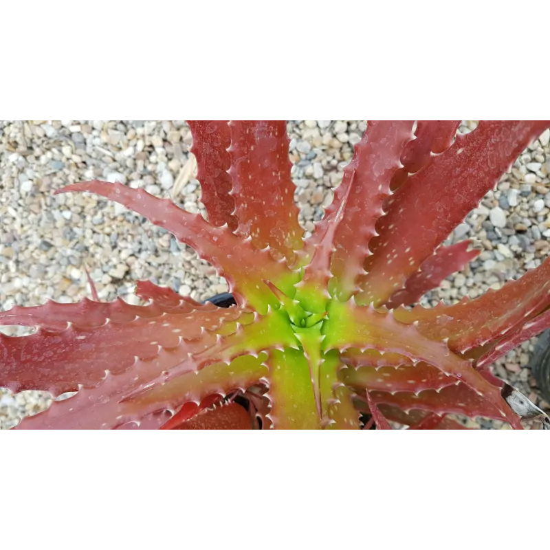 Aloe dorothea 'Crimson' / Aloès arborescente rousse / Conteneur de 2 à 2.9 litres