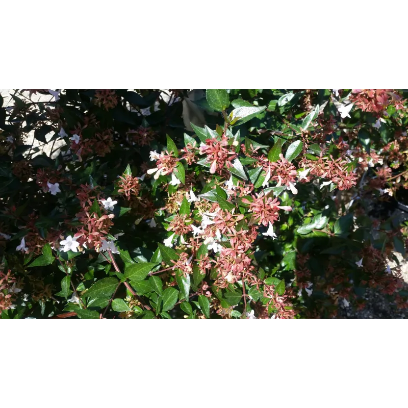 Abelia X grandiflora / Abelie à grandes fleurs / Conteneur de 7 à 10 litres