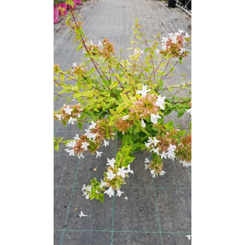 Abelia X grandiflora 'Kaleidoscope' / Abelie à grandes fleurs naine panaché / Conteneur de 3 à 4 litres