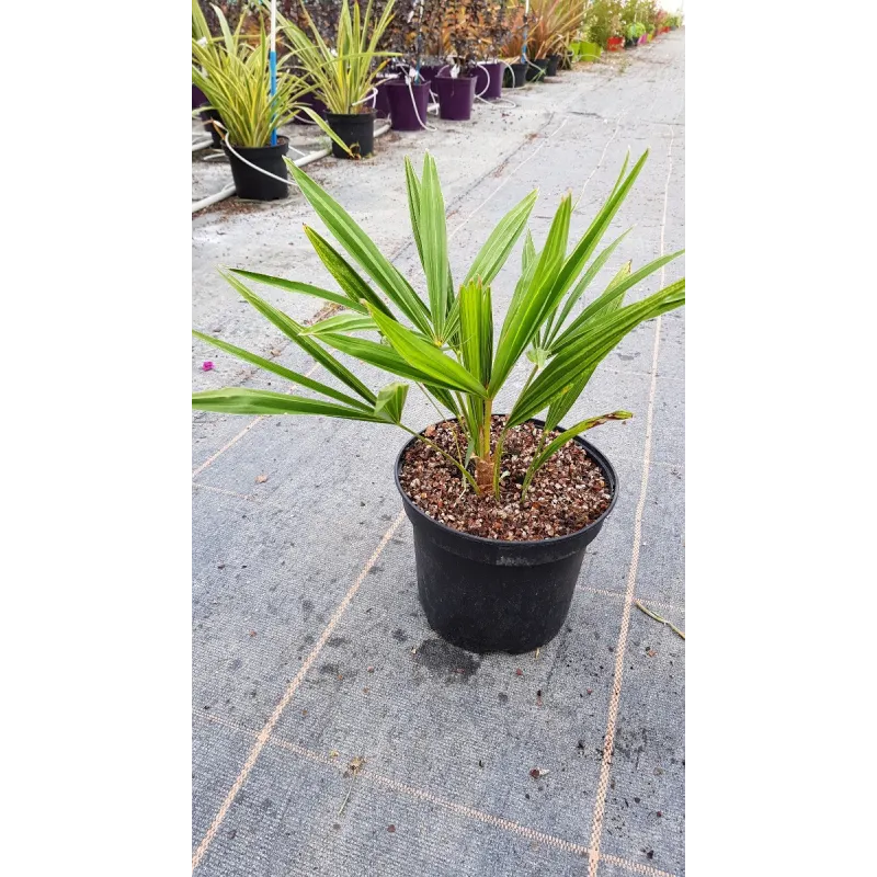 Trachycarpus fortunei / Palmier de Chine / Conteneur de 3 à 4 litres