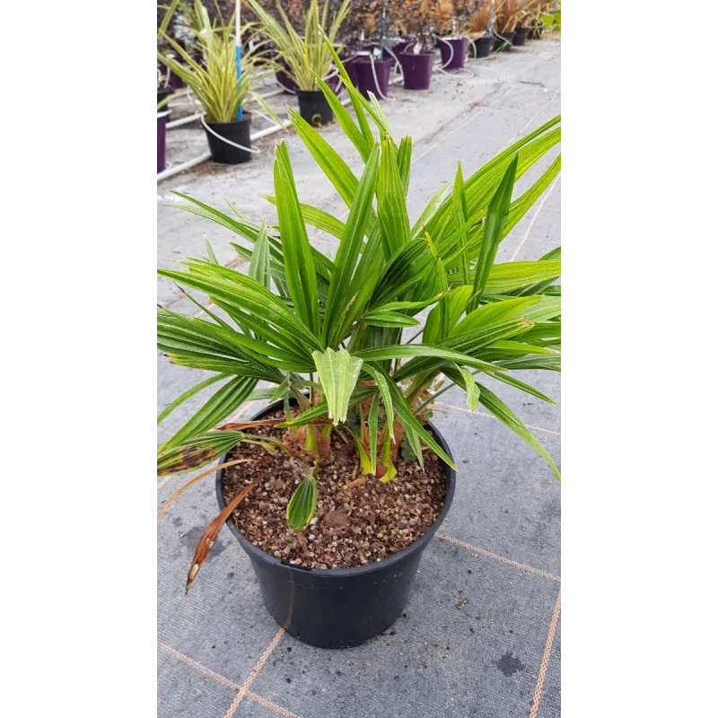 Trachycarpus fortunei / Palmier de Chine / Conteneur de 5 à 6 litres