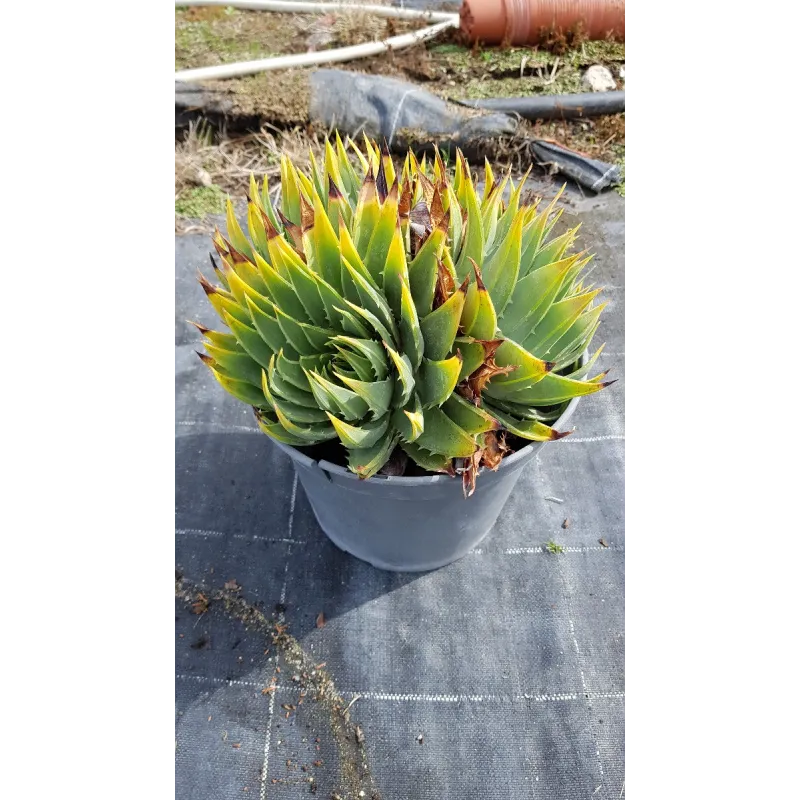 Aloe polyphylla 'Cristata' / Aloès spirale du Lesotho 'Cristata' / Conteneur de 7 à 10 litres