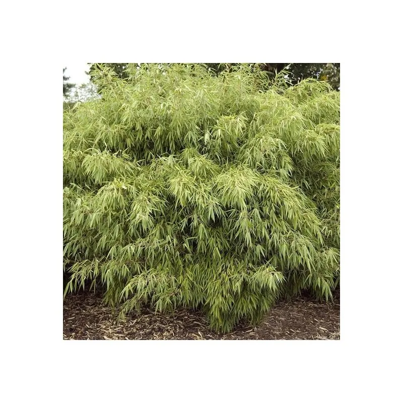 Fargesia rufa - hauteur totale 40-70 cm - pot 2 ltr