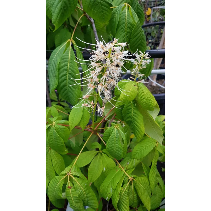 Aesculus parviflora / Pavier blanc / Conteneur de 7 à 10 litres / Touffe