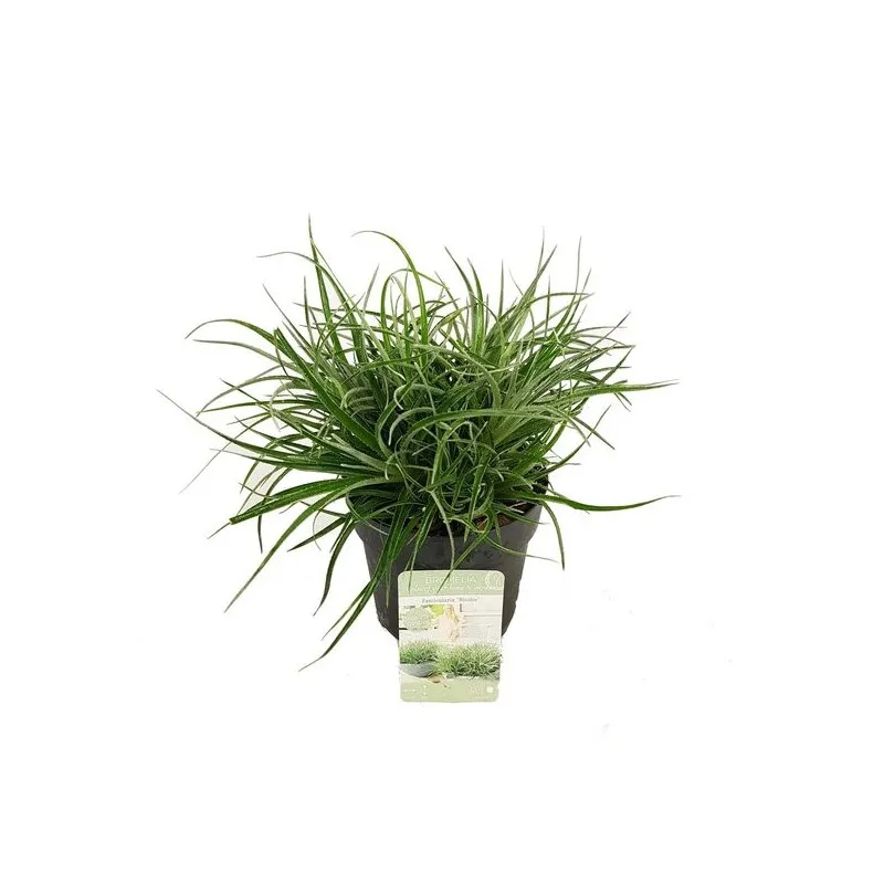 Fascicularia Bicolor 3 ltr