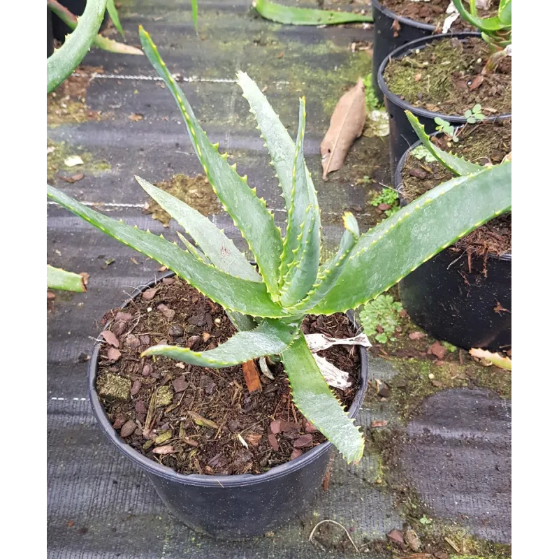 Aloe Capitata ssp Tsiroanomandidy / Conteneur de 2 à 2.9 litres