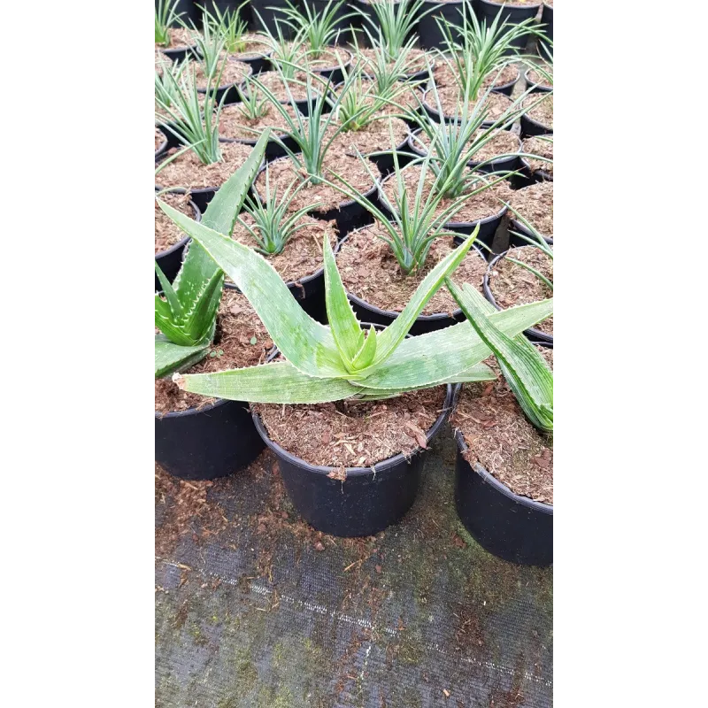 Aloe maculata 'Robusta' / Aloès maculé 'Robusta' / Conteneur de 2 à 2.9 litres