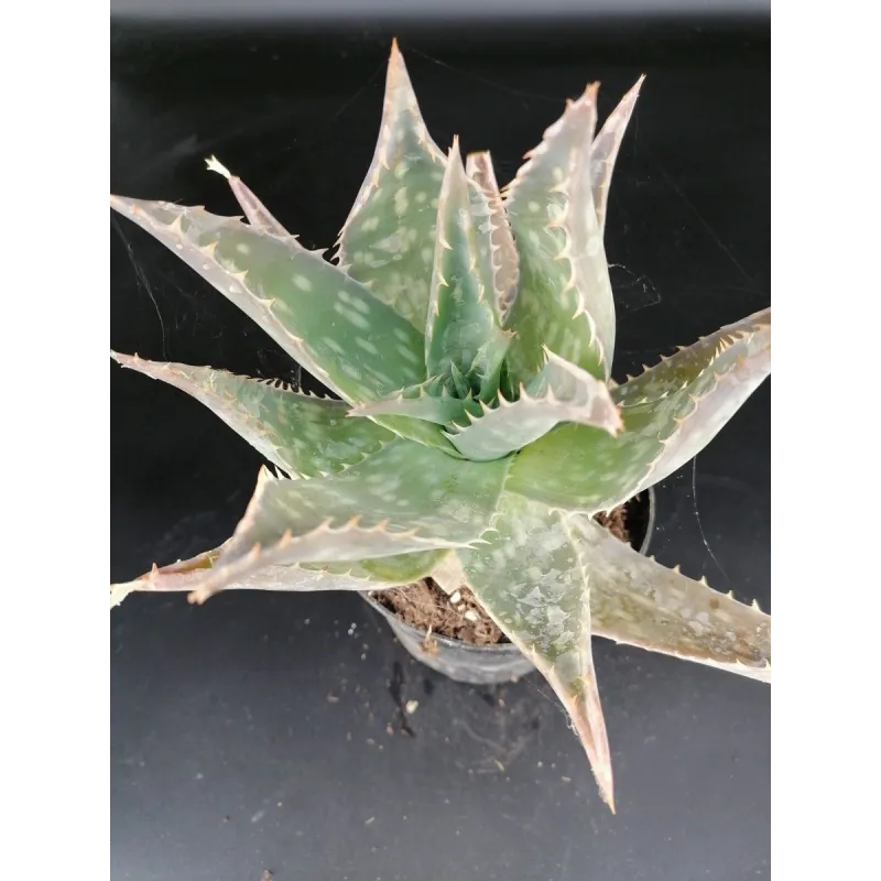 Aloe maculata / Aloès maculé / Conteneur de 2 à 2.9 litres