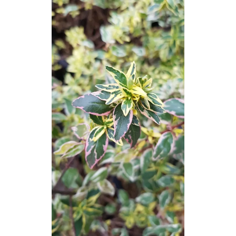 Abelia X grandiflora 'Radiance' / Abelie à grandes fleurs naine panaché / Conteneur de 3 à 4 litres