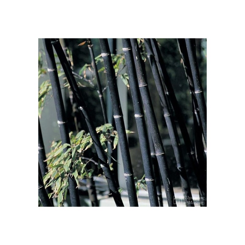 Phyllostachys nigra - pot 5 ltr
