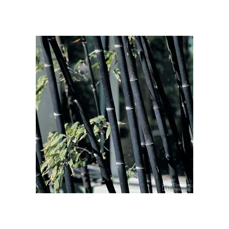 Phyllostachys nigra - pot 5 ltr