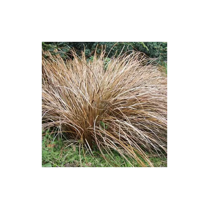 Carex comans Bronze Form - pot 5 ltr