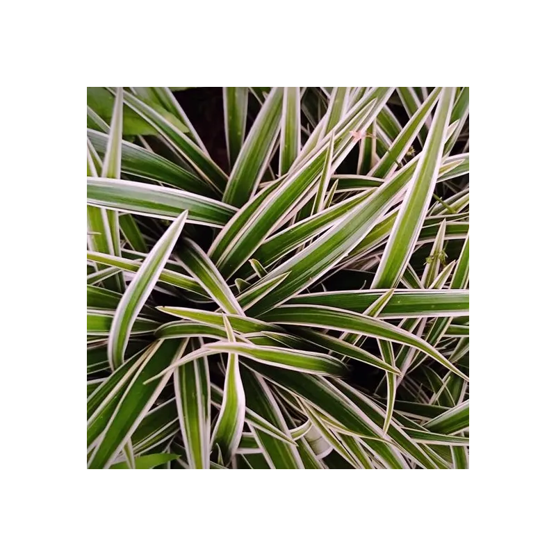 Carex morrowii Ice Dance - hauter totale 40-50 cm - pot 2 ltr