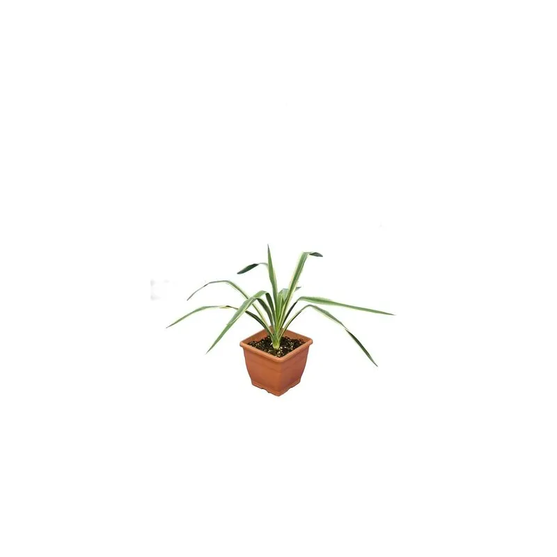 Yucca filamentosa Bright Edge - pot 14 x 14 cm