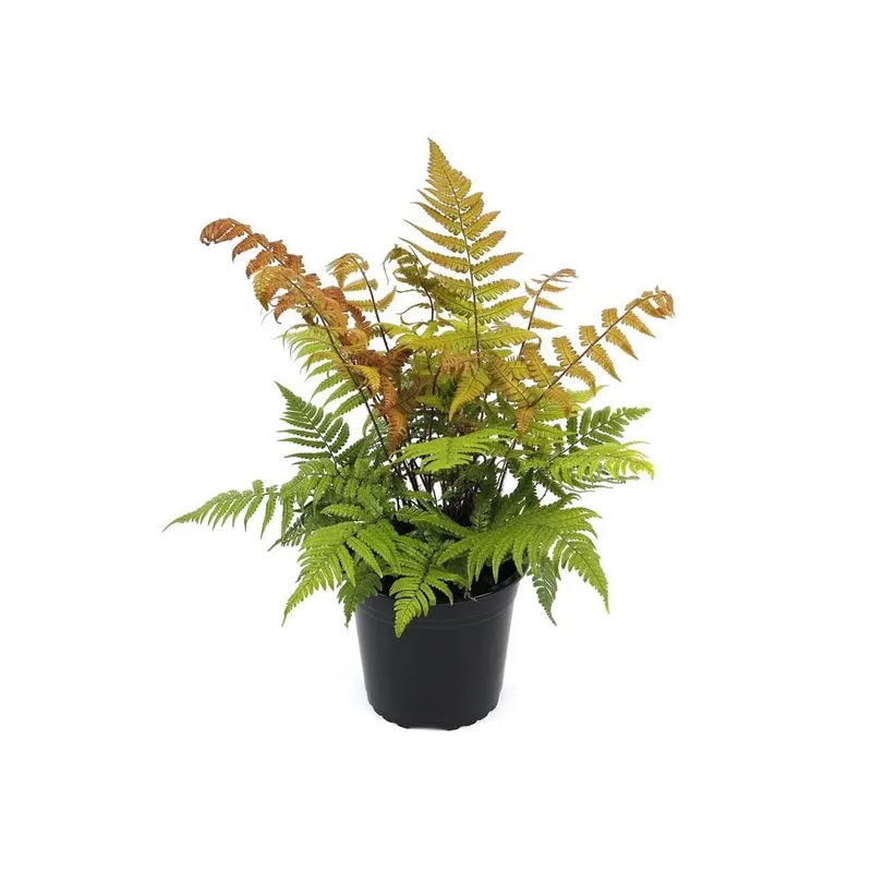 Dryopteris lepidopoda 5 ltr