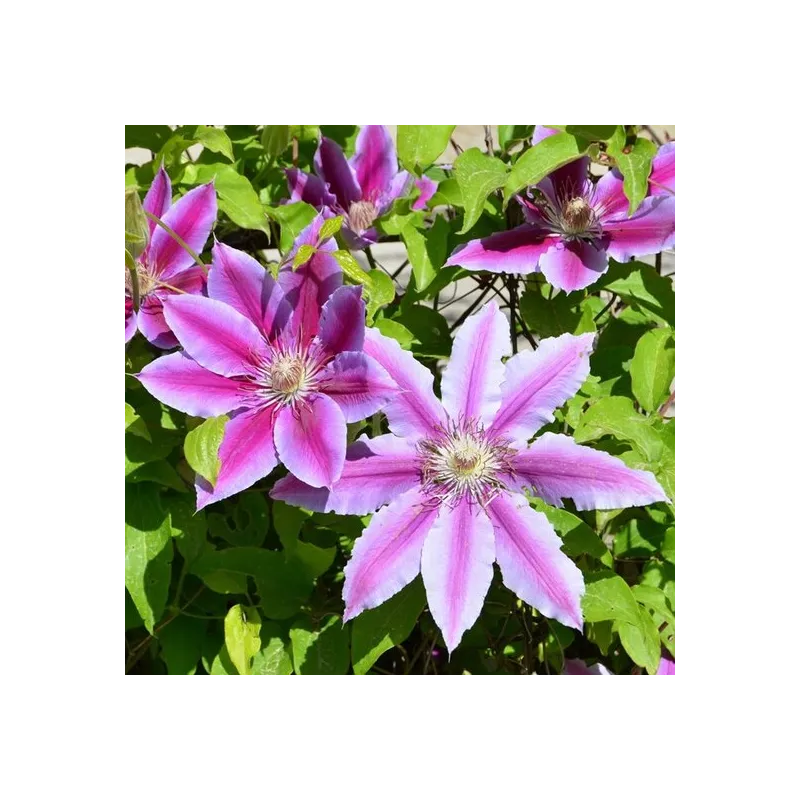 Clematis 'Dr. Ruppel' - 2 Ltr pot