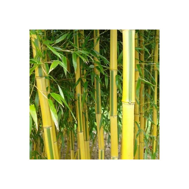 Phyllostachys aureosulcata Spectabilis - hauteur totale170+ cm - pot 5 ltr