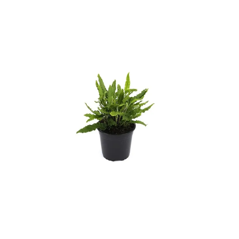 Asplenium scolopendrium Angustifolia - pot 1,7 ltr