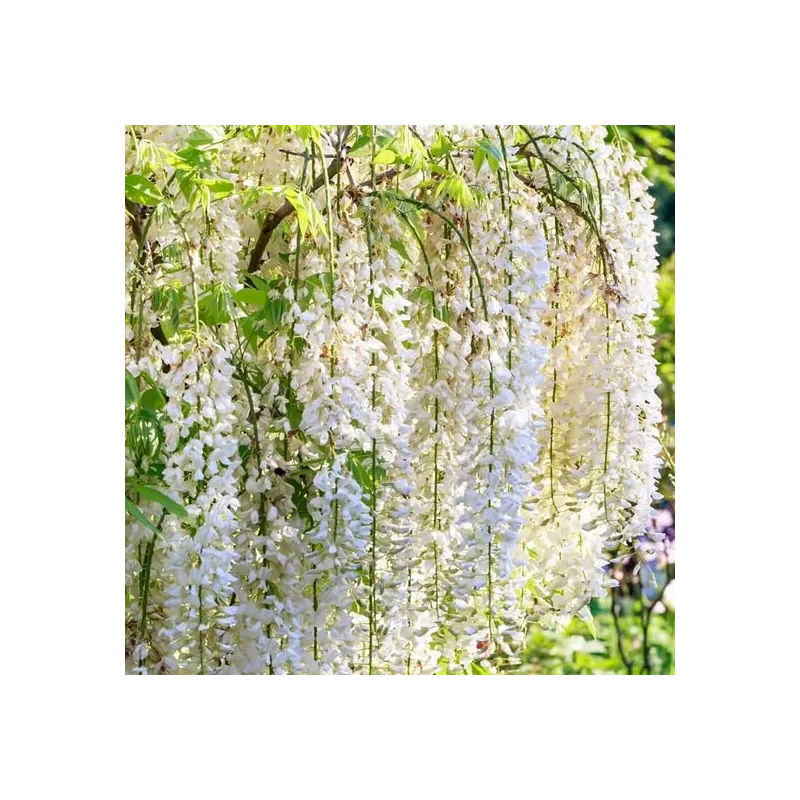 Wisteria floribunda Longissima Alba 2 ltr