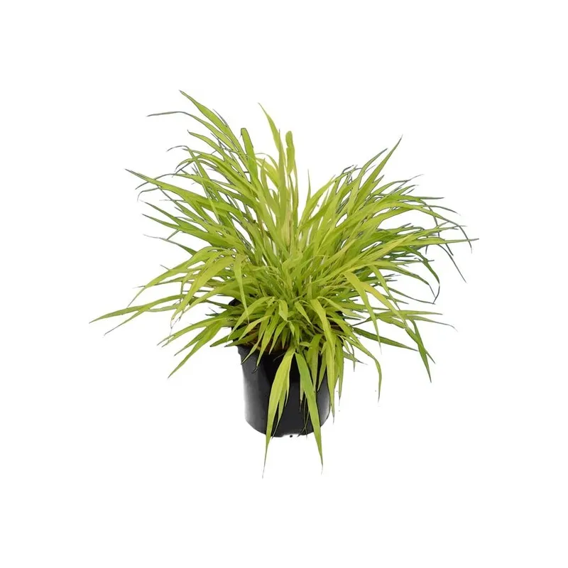 Hakonechloa macra Sunflare - hauteur totale 30-40 cm - pot 2 ltr