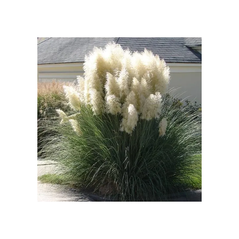 Cortaderia selloana - hauteur totale 40-50 cm - pot 2 ltr