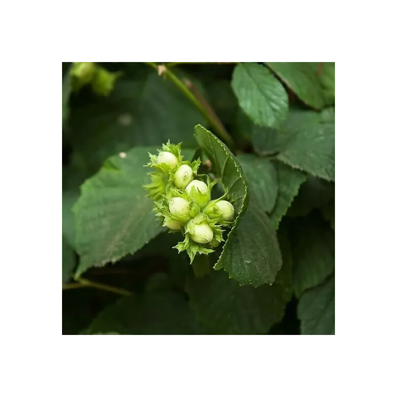 Corylus avellana Garibaldi - pot 2 ltr